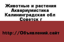 Животные и растения Аквариумистика. Калининградская обл.,Советск г.